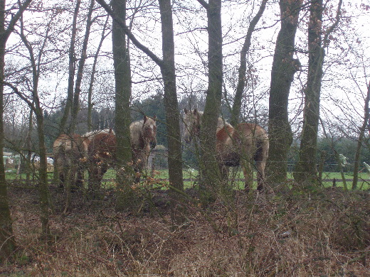 Een trio belgische trekpaarden probeert zich ter te trekken in de beperkte beschutting.