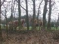 Een trio belgische trekpaarden probeert zich ter te trekken in de beperkte beschutting.