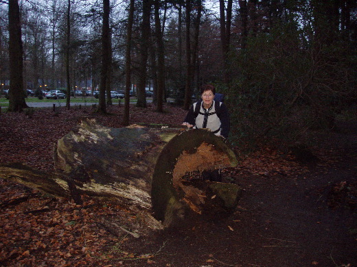 Een stuk gevelde woudreus.