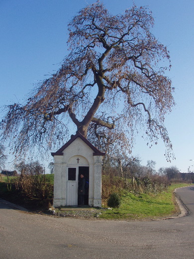 Een Kunstig vertakkende boom overkoepelt een Maria-kapelletje.