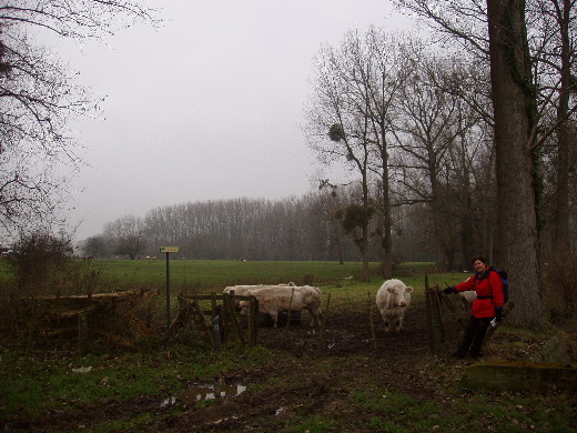 Runderen langs de Molenbeek.