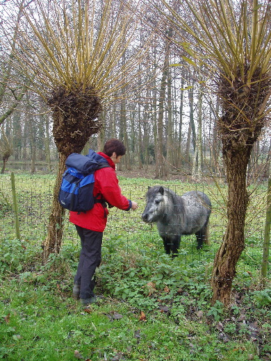 Een grijzende pony.