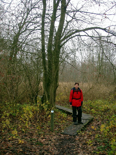 Vaste grond onder de voeten in de vorm van een knuppelpad.