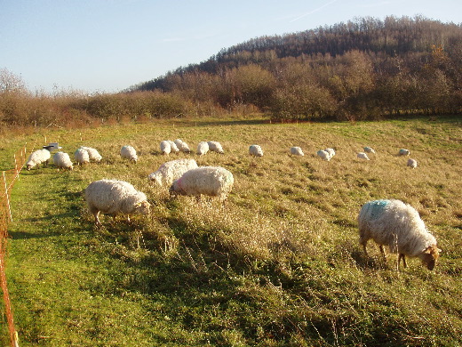 Een kudde mergelschapen.