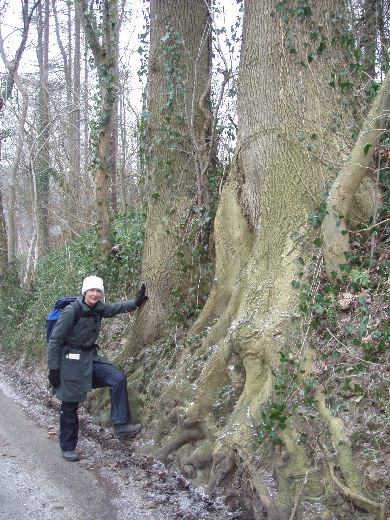 Antieke wortelstructuren lang een Holle Weg.