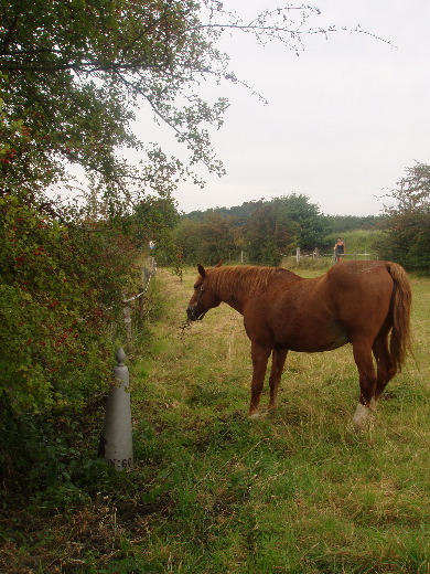 Nu een paadje naar het zuiden gevolgd om de GP 60 tussen de grazende paarden te vinden.