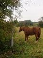 Nu een paadje naar het zuiden gevolgd om de GP 60 tussen de grazende paarden te vinden.