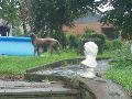 Dit is geen hond. De echte hond, een reuzachtig Sint Bernhard, liep angstig weg toen wij deze foto namen.
