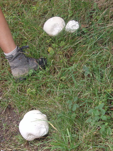 De paddestoelen beginnen weer te komen. Een paar reuzachtige knolammenieten langs de weg.