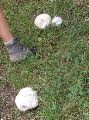 De paddestoelen beginnen weer te komen. Een paar reuzachtige knolammenieten langs de weg.