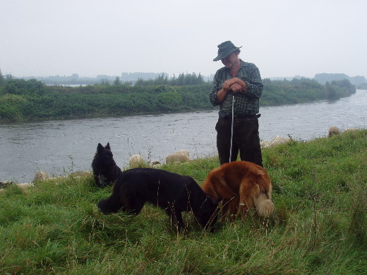 De herder in gedachten verzonken.