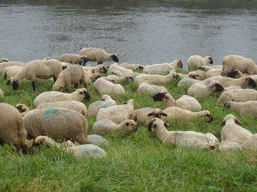 De kudde van de herder.