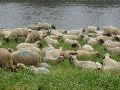 De kudde van de herder.