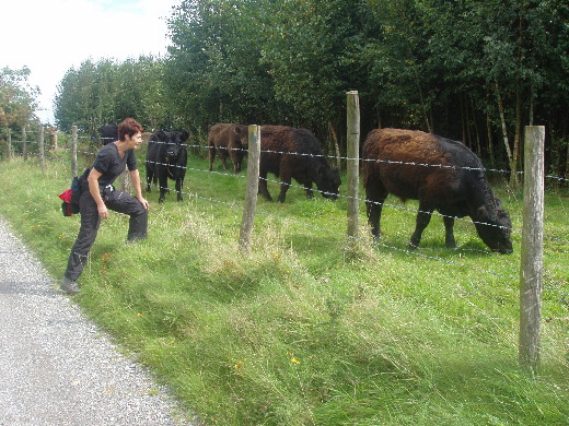 Het bekende gezicht van Galloways langs de grens. Het lijken net teddyberen.