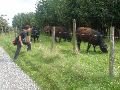 Het bekende gezicht van Galloways langs de grens. Het lijken net teddyberen.