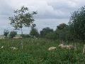 Schapen lusten blijkbaar geen onkruid.