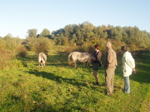 Op de terugweg de ontklitting van de staarten van deze wilde paarden besproken.<br>Dit moet uiteraard, voor gevaar van eigen leven, door derden uitgevoerd gaan worden.