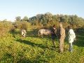 Op de terugweg de ontklitting van de staarten van deze wilde paarden besproken.<br>Dit moet uiteraard, voor gevaar van eigen leven, door derden uitgevoerd gaan worden.