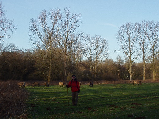 Tussen de oerpaarden door naar het Noorden gelopen.