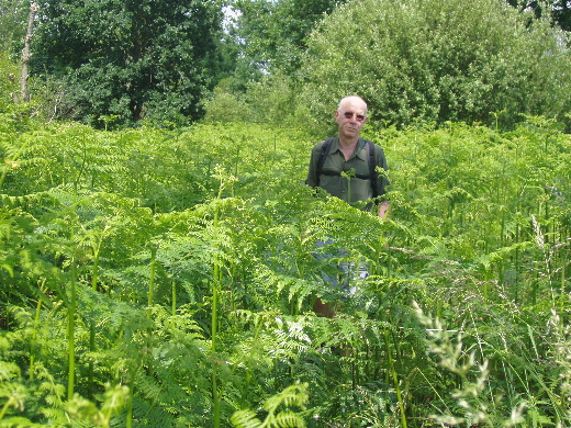 Doorgelopen in westelijke richting door een veel groter varenbos.