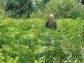 Doorgelopen in westelijke richting door een veel groter varenbos.
