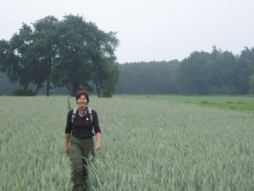 Een voor getrokken door het graanveld bracht on naar GP 173. (In de achtergrond).