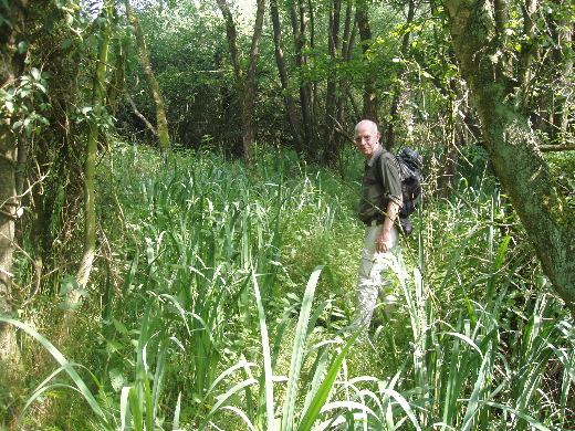 Een prachtig stukje natuur vlak bij het contactpunt tussen Noord Brabant, Zuid Limburg en Vlaams Limburg.<br>Je waant je hier in een tropisch moeras.