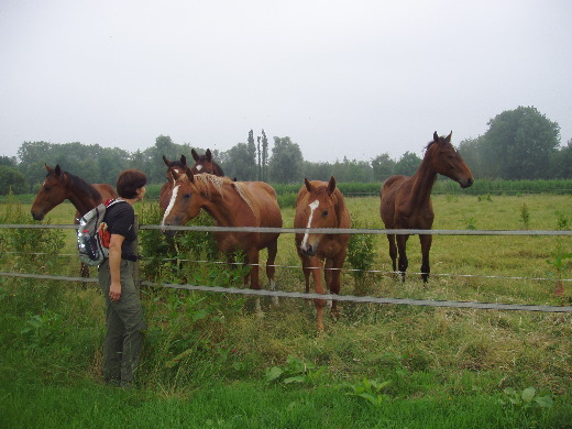 Op zoek naar GS 172A konden deze toeschietelijke paarden ons helaas niet van dienst zijn.