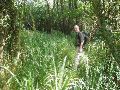 Een prachtig stukje natuur vlak bij het contactpunt tussen Noord Brabant, Zuid Limburg en Vlaams Limburg.<br>Je waant je hier in een tropisch moeras.