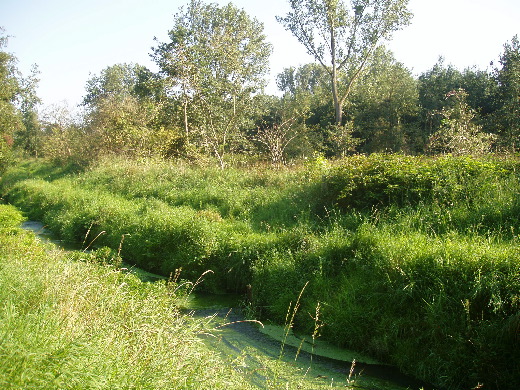 30-08-2008: Uitzicht op de Nederlandse grenspaal 273.