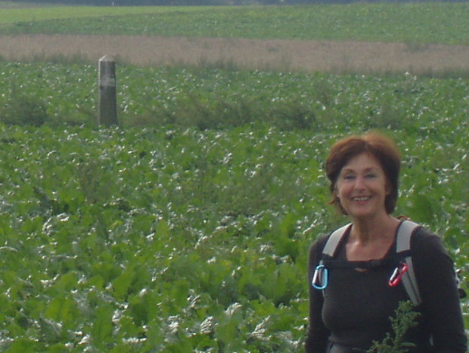 Grenspaal 287 midden in een bietenveld.
