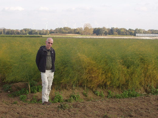 Langs een aspergeveld met een aantal van de vele windmolens op de achtergrond. <br>Wij hebben op een gegeven moment 36 windmolens kunnen tellen.