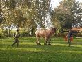 De houtvester loopt met twee zakken wortels naar zijn trouwe werkpaard.