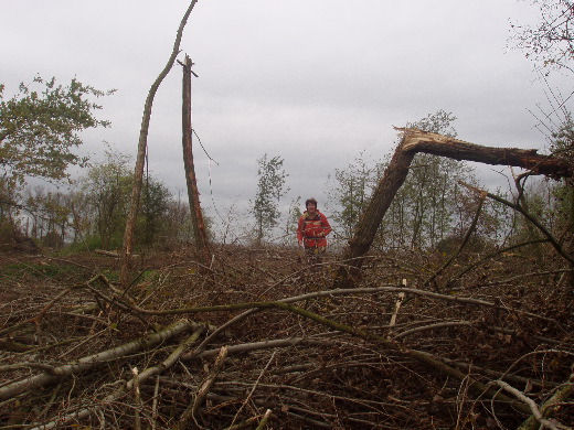 Het stompje van grenspaal 371 ligt begraven onder dit gevelde bos.