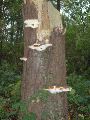 Elfenbankjes hebben zich genesteld tegen een gevelde boom.