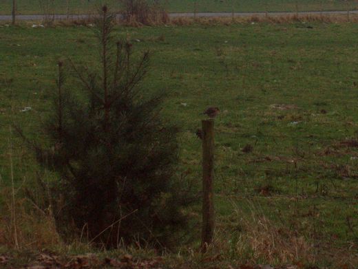 Daar hebbenwij ons roodborstje weer.