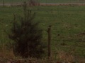 Daar hebbenwij ons roodborstje weer.