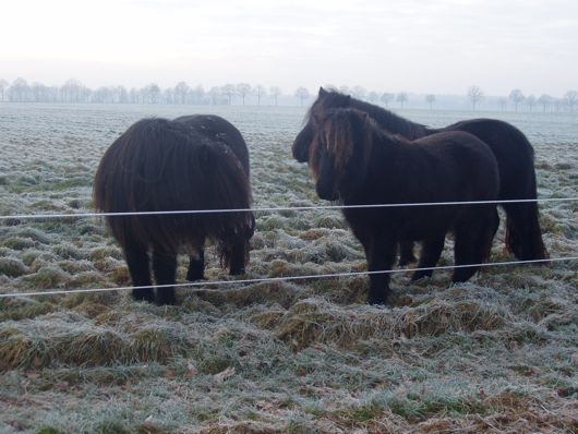 Natuurlijk ingepakte paarden, gebouwd op de gure weersomstandigheden in de Shetlanden.