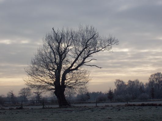 Een antieke boom in het berijpte landschap.