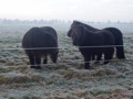 Natuurlijk ingepakte paarden, gebouwd op de gure weersomstandigheden in de Shetlanden.