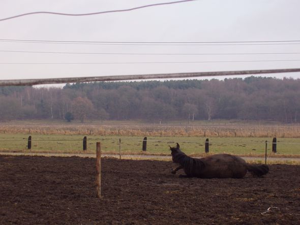 Dit tamme paard bewaakte 484.