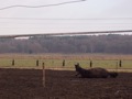 Dit tamme paard bewaakte 484.