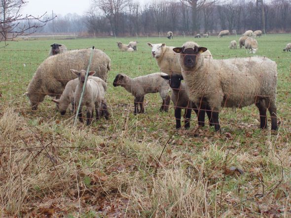 Schapen aan de lunch.