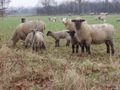 Schapen aan de lunch.