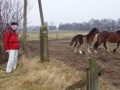 Om vervolgens te proberen  zijn moeder te bestijgen. PS grenspaal 526.