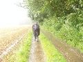 Op de rijksweg vlak voor Maseik uitgestapt om in de stromende regen richting Maas te wandelen.