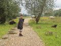 Het Gallowayrund  komt voornamelijk voor in het grensgebied tussen Belgi en Nederland.