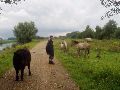 De paarden tonen meer belangstelling voor ons dan de koeien.