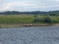 Nog wat (half) wild aan de overkant van de Maas.