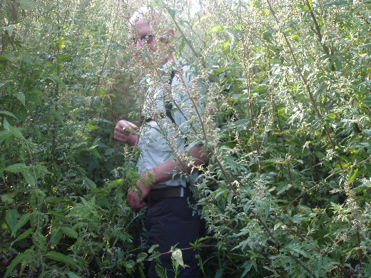 Ik ben maar voorop gaan lopen om een baan door brandnetels en bramen te ruimen.  In stukken natuur waar zich zelfs geen Galloways wagen neem je beter een machete mee.